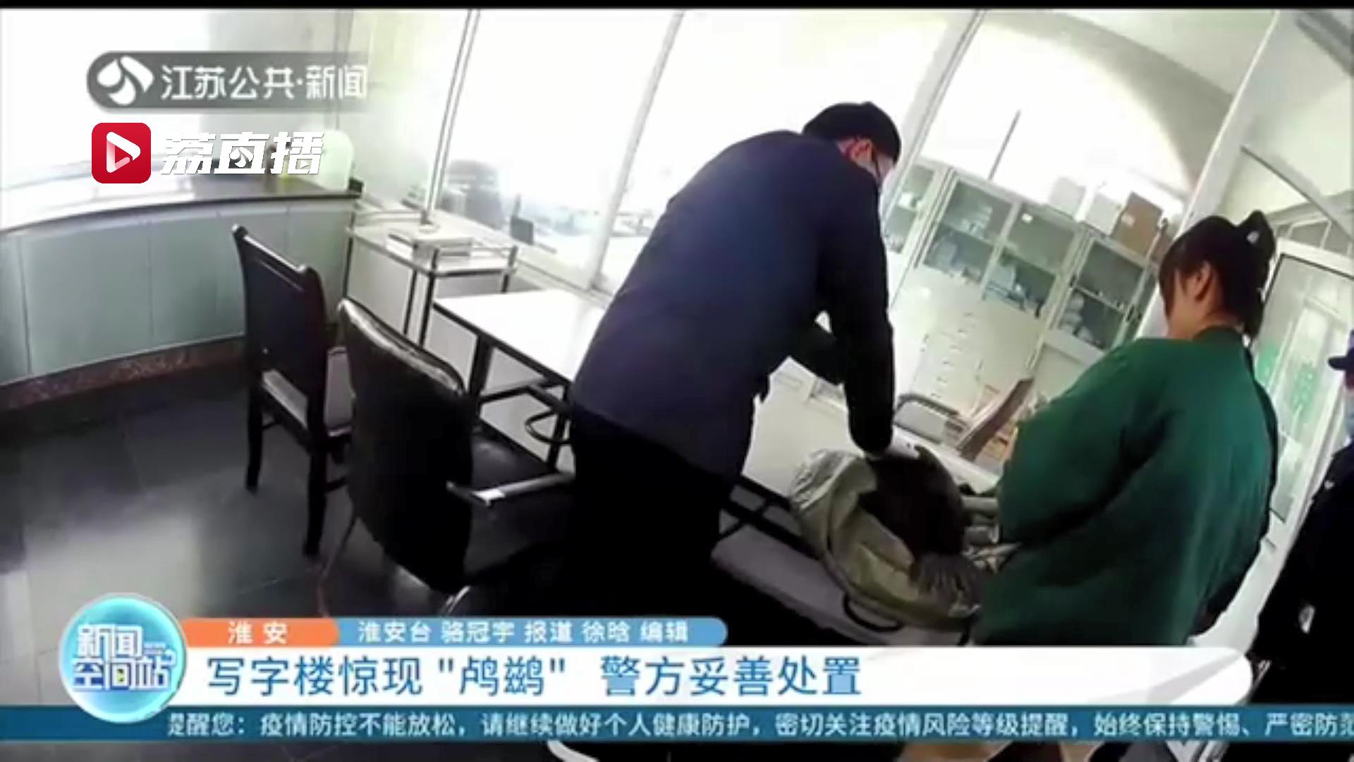 鸬鹚飞行过程中撞上写字楼晕了坠落下来 警方妥善处置