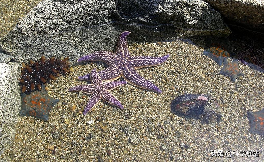 青島海星泛濫成災(zāi) 真能靠吃來(lái)解決？專家：危害遠(yuǎn)超你想象
