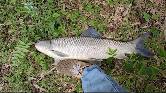 入侵我国最成功的鱼---麦鲮_热带鱼类_西南渔业网 水花鱼 水产养殖