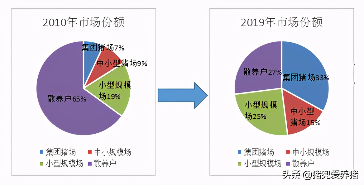 中国养猪业或将迈向寡头时代