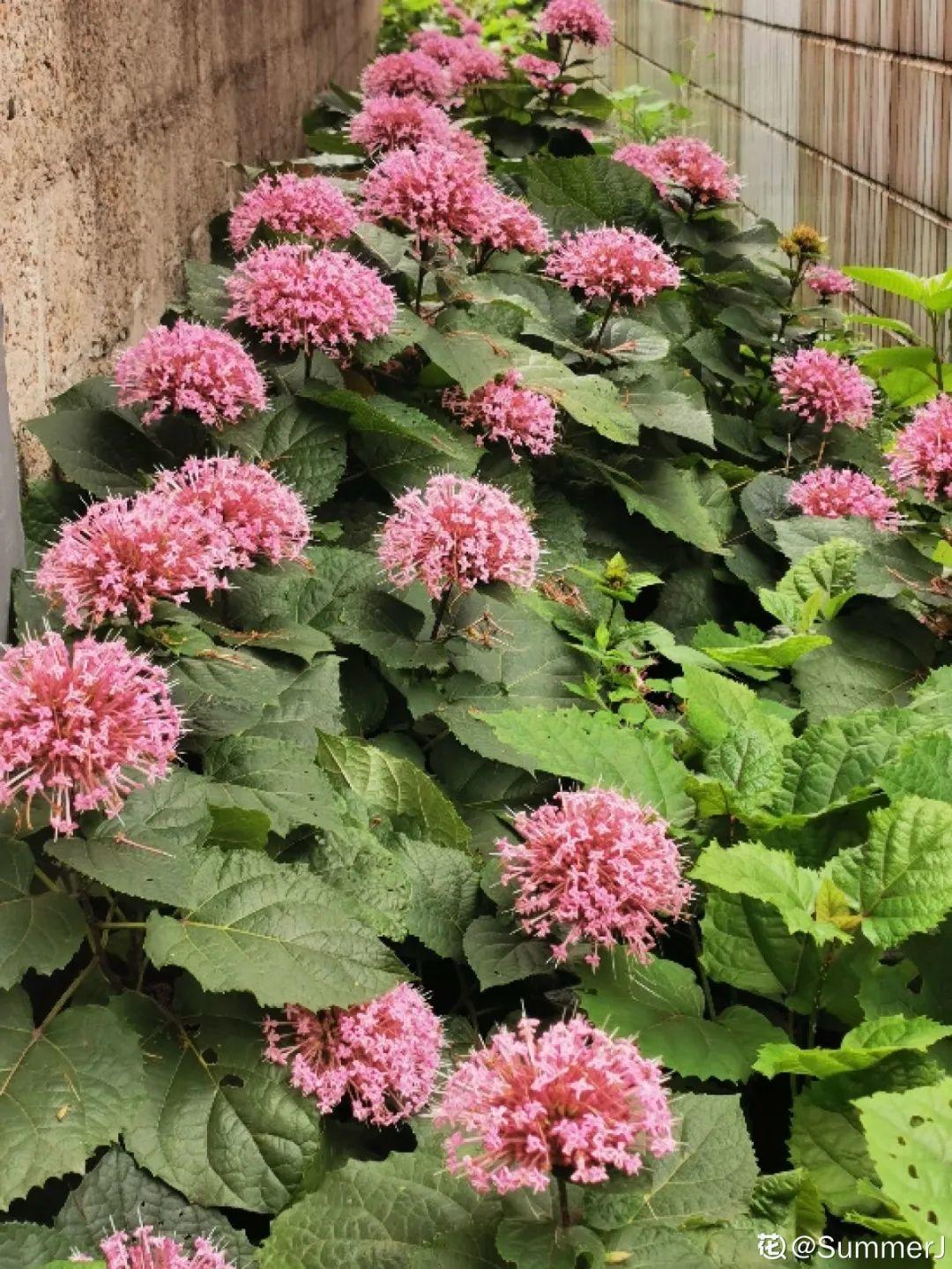 10種“臟臟”花，愛干凈的人別養，會招蟲子