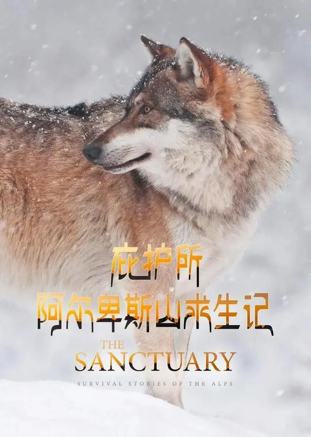 豆瓣9.5,稳稳的年度第一来了