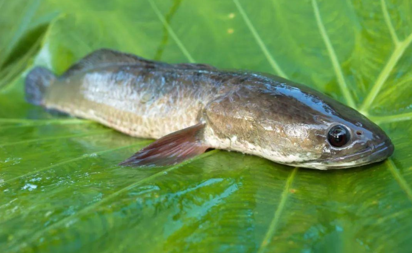 38隻毒螞蟻進入山東被查，毒性有多強？相似毒蟻15分鍾內可要人命