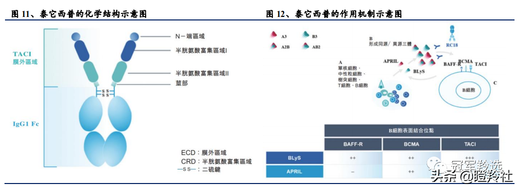 荣昌生物，一只抢破头的明星医药B！礼来、奥博在列，高瓴来吗？