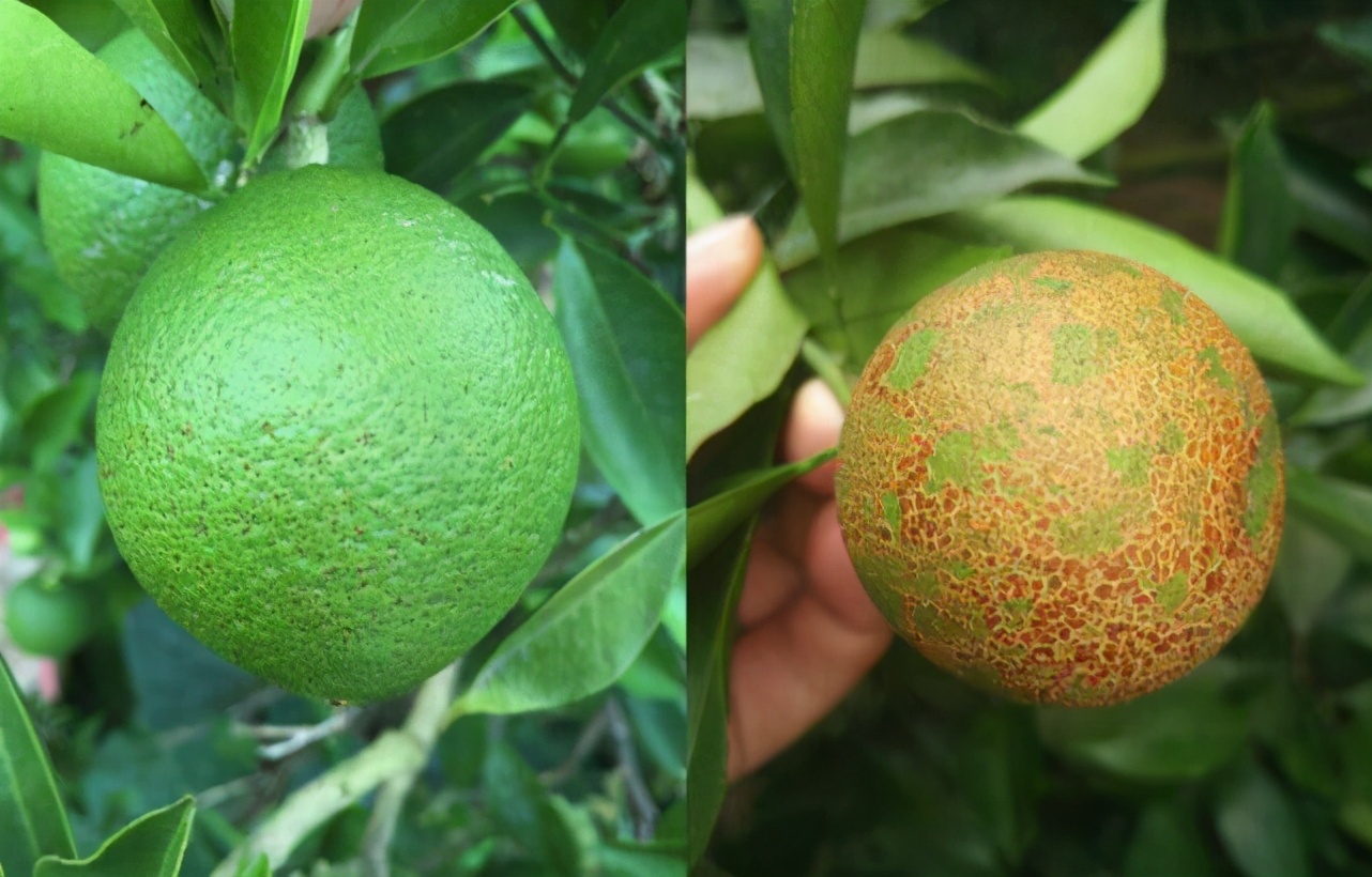 柑橘砂皮病严重影响果实的商品价值综合防治有利于丰产优产