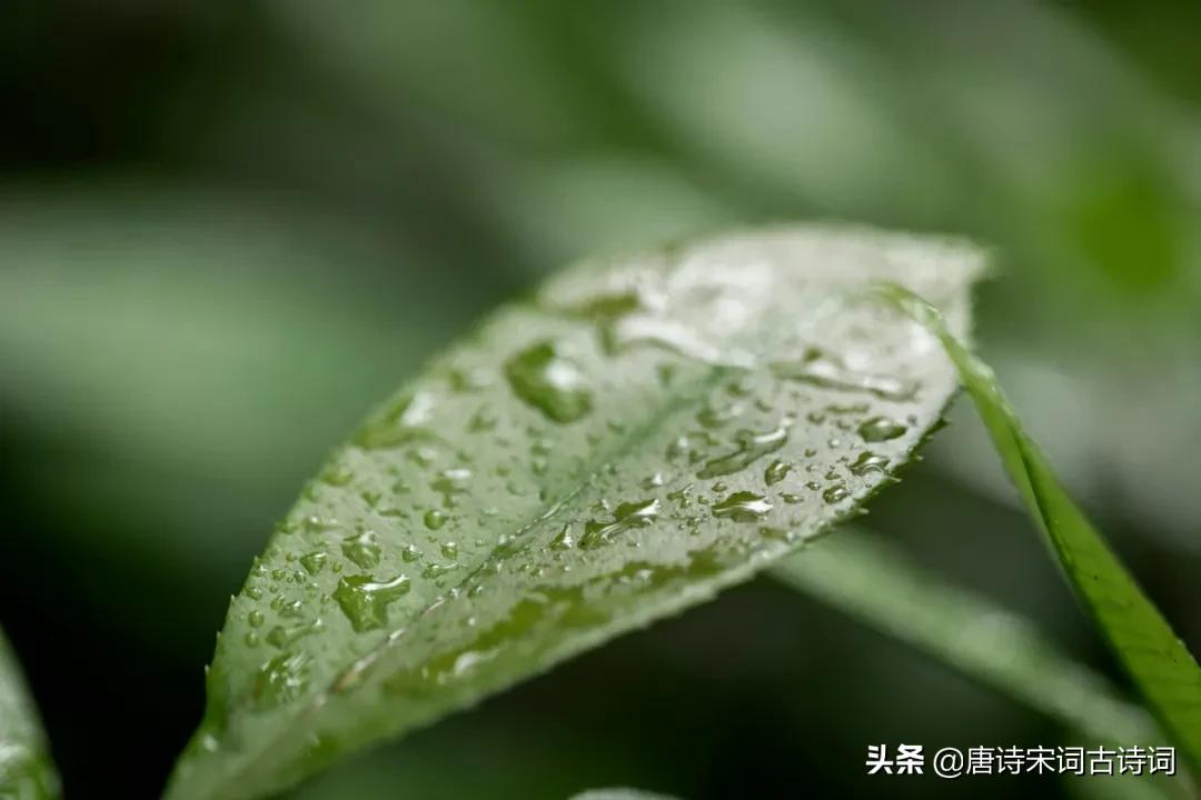 夏雨，少了些含蓄，多了几分莽撞-第2张图片-诗句网