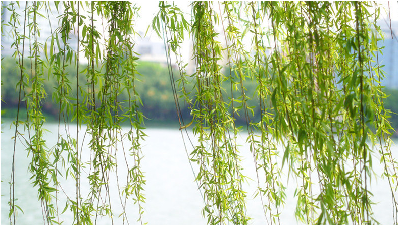 七绝 十二首 贵树名花 作者：周学松