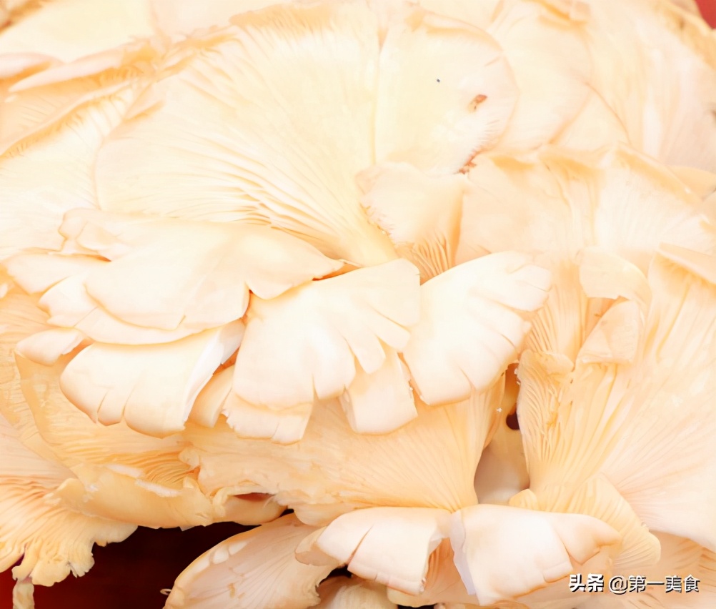 图片[2]-炸蘑菇用淀粉、面粉都不对！大厨教你正确方法 焦香可口不回软-起舞食谱网