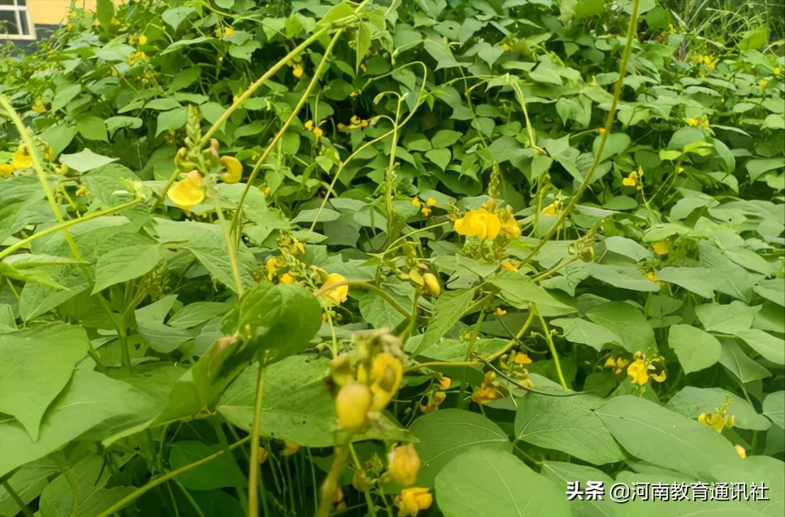 滑縣牛屯鎮(zhèn)中小學(xué)校慶祝農(nóng)民豐收節(jié)專題活動(圖18)