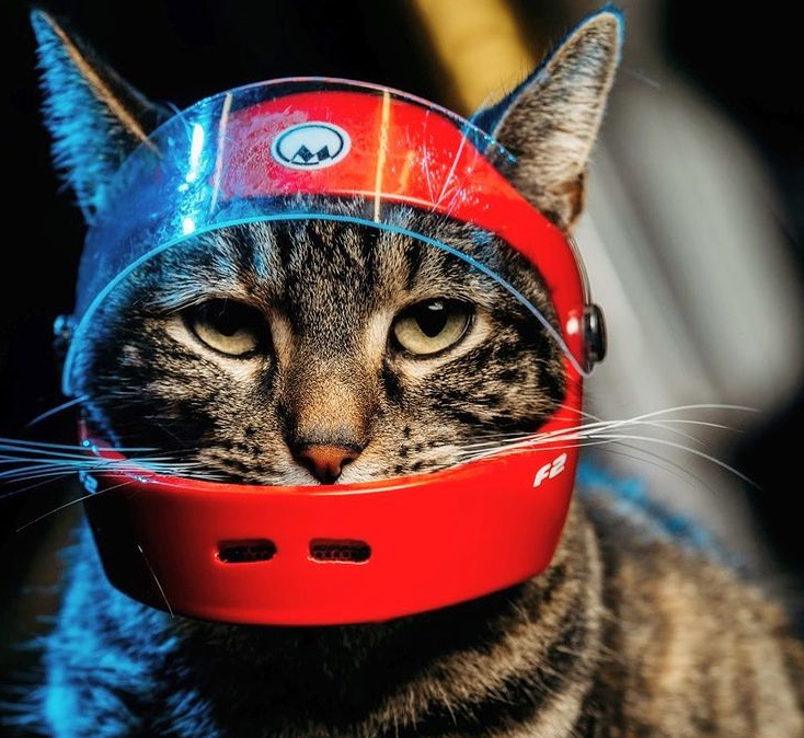 猫咪喜欢兜风，于是主人为它做了各种各样的头盔