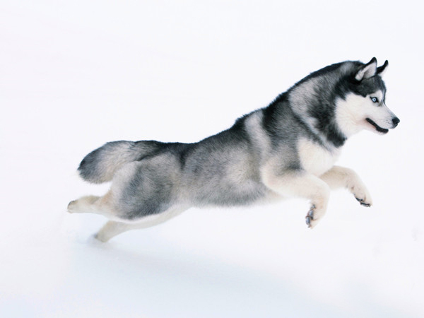 格陵兰犬的图片（它是世界上最古老的犬种）