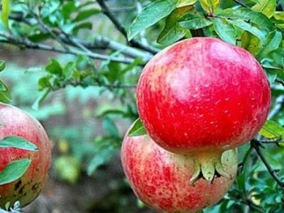 山东枣庄就是历史上大名鼎鼎的——兰陵【峄州