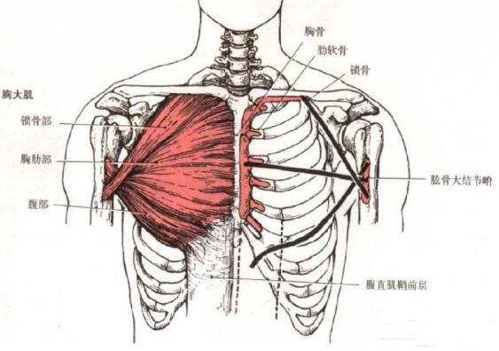 胸肌到底有什麼作用？為什麼健身的男人都愛練胸？