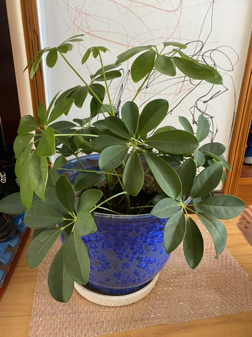 被動吸入“二手煙”真煩人，趕緊養盆“吸煙花”，凈化空氣效果好