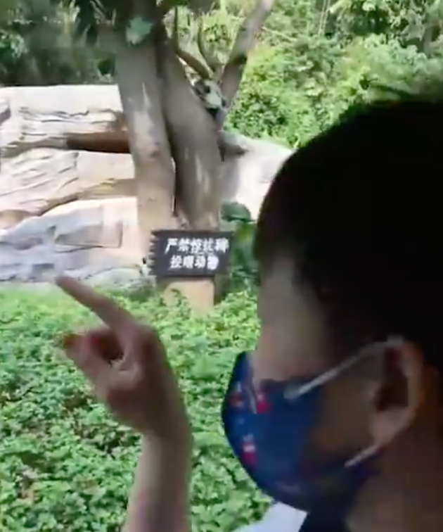 奥运冠军全红婵游动物园，喂食长颈鹿吓到后退，模仿猩猩逗笑众人