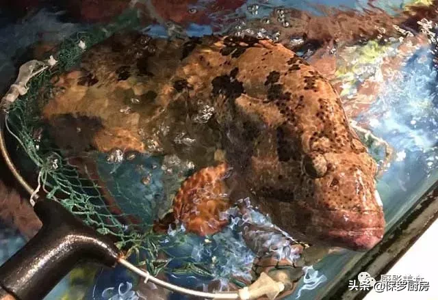史上最全的顶级“海鱼”海鲜大全,全吃过的你人生就到达了巅峰!