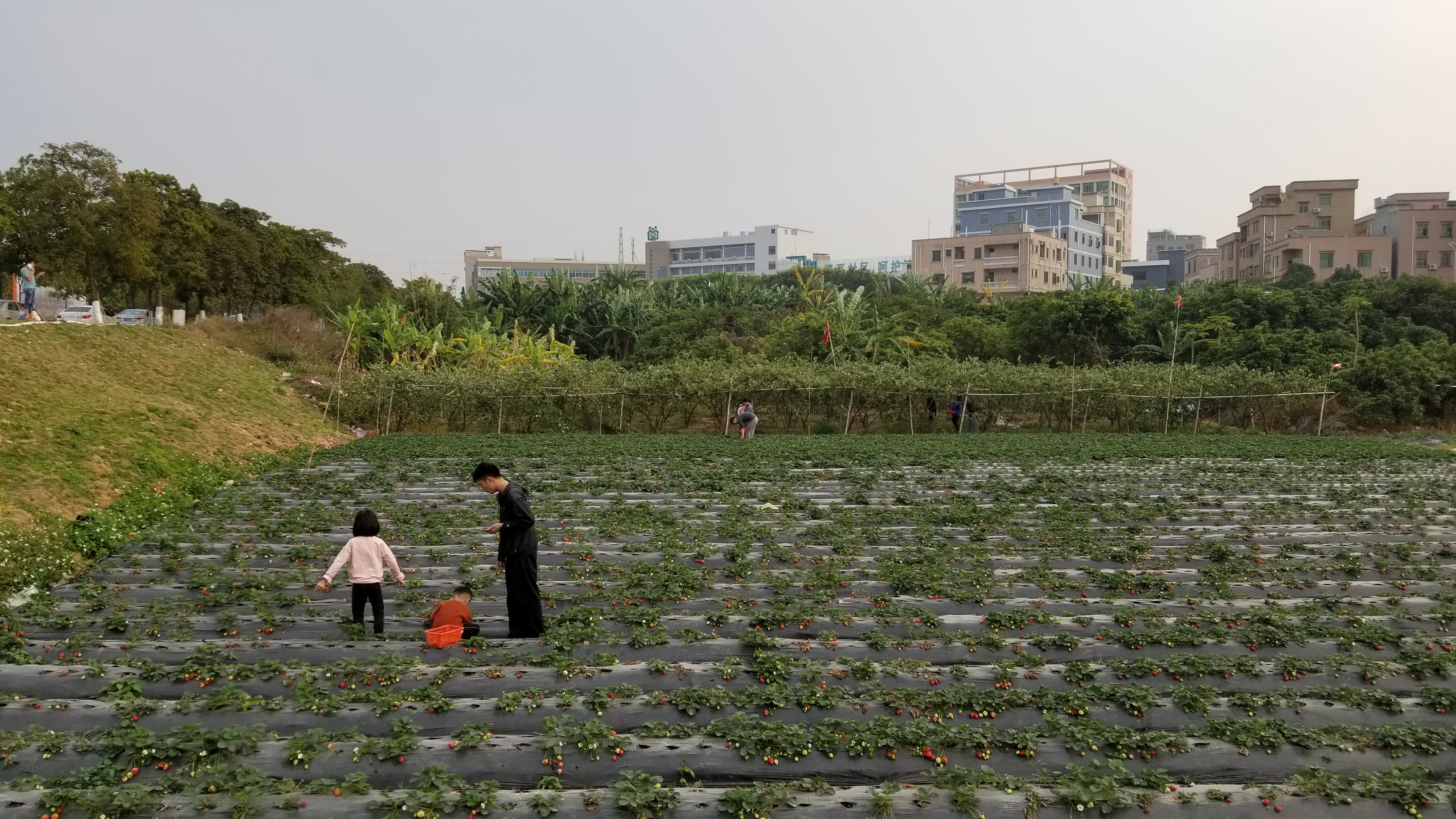 广东的一个草莓园！老板说在地里可以免费吃饱了再上来！