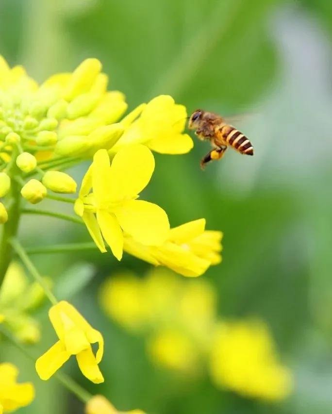 「百花盛会」油菜花开遍地黄！请收下这份来自春天的礼物