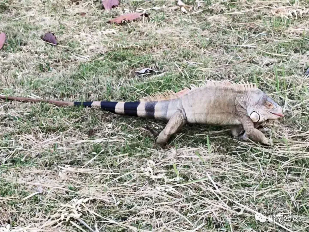 罕見！郁南發現瀕危野生動物綠鬣蜥！