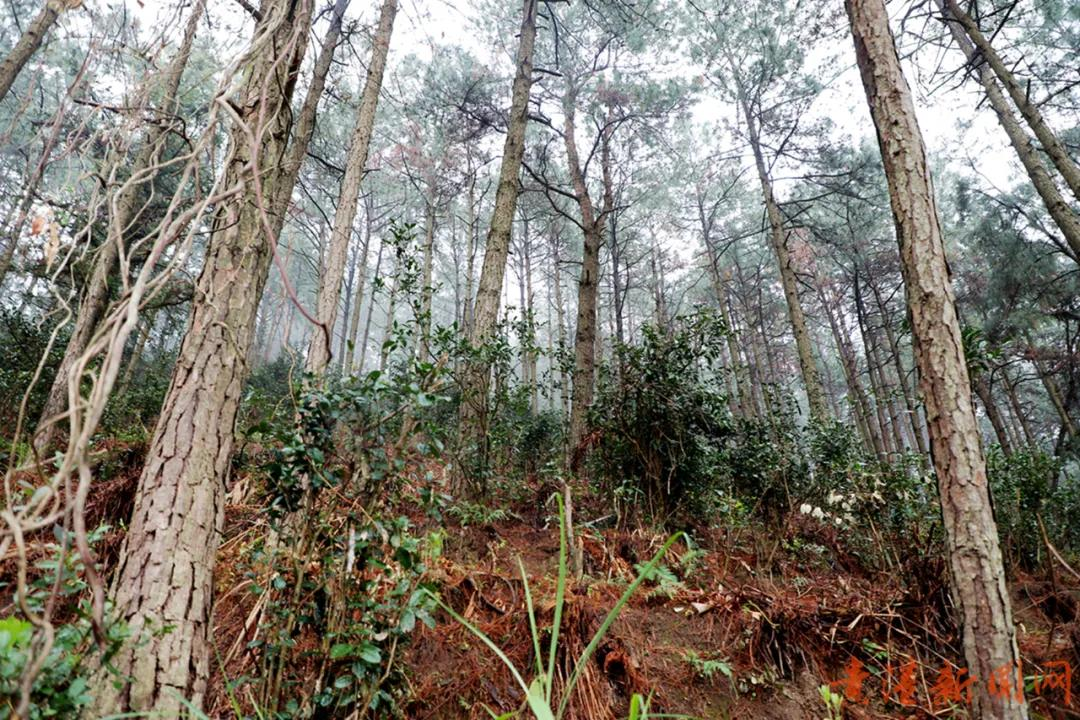 探访藏在高山云雾里的珍稀野生始祖茶