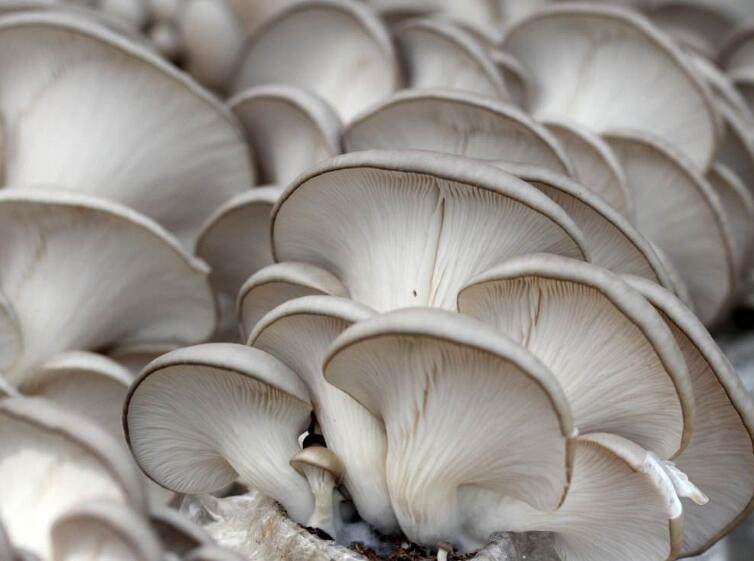 養肝要趁早，日常飲食多注意，這三種�傷肝蔬菜�建議少吃