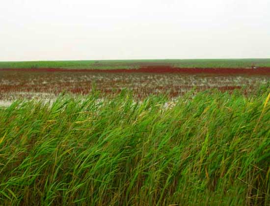 山东旅游：探寻黄河流入大海记（图）
