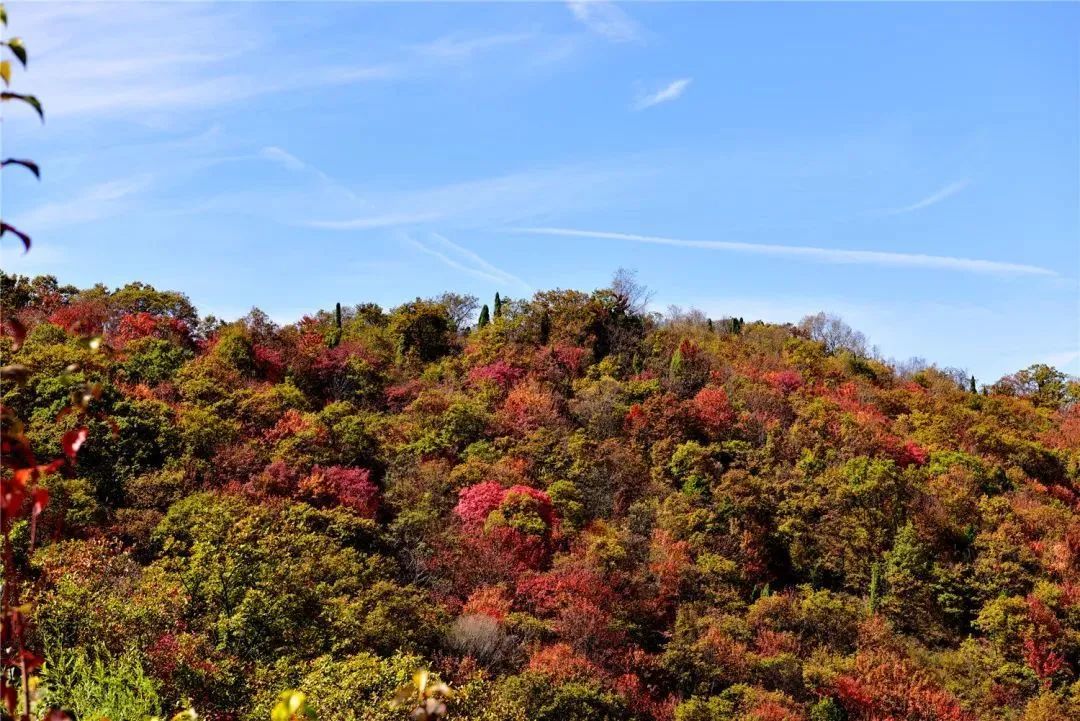 Missing these 14 maple viewing areas in November is equivalent to missing the entire autumn