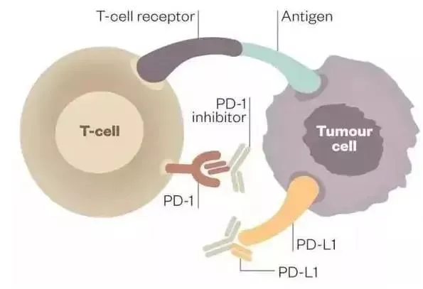 健识药师谈｜PD-1抑制剂是如何对抗癌症的？