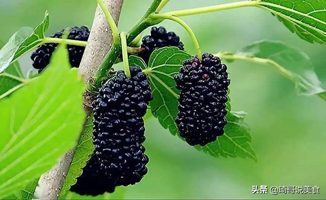 春末夏初,这4种水果正当季,泡酒做甜品都不错,应季而食身体棒 春末夏初,这4种水果正当季,泡酒做甜品都不错,应季而食身体棒