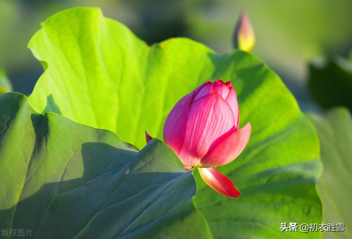 三伏天里三伏诗五首：毒暑弥三伏，六月三伏猛火燃-第1张图片-非凡网