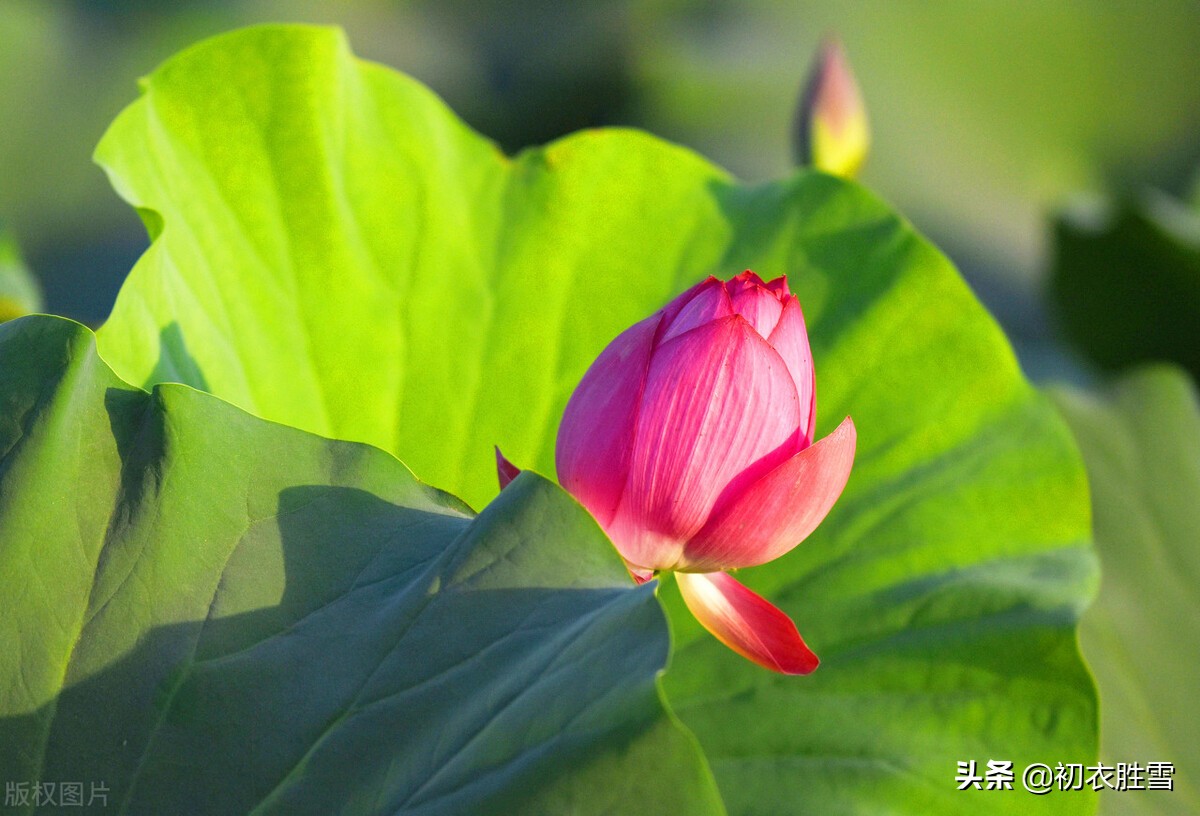 三伏天里三伏诗五首：毒暑弥三伏，六月三伏猛火燃