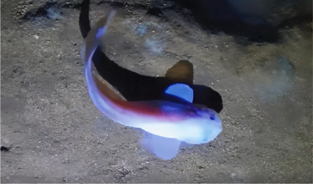 令人激動！南極再現不明生物，是否意味著宇宙間普遍存在生命？