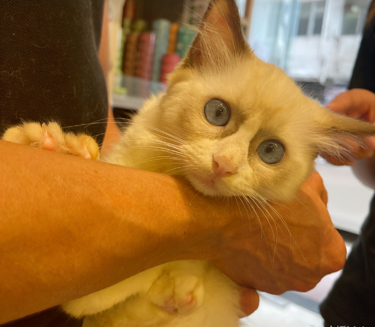 宠妻狂魔！郭富城陪老婆逛街，方媛晒夫妻俩与猫咪合照大秀恩爱