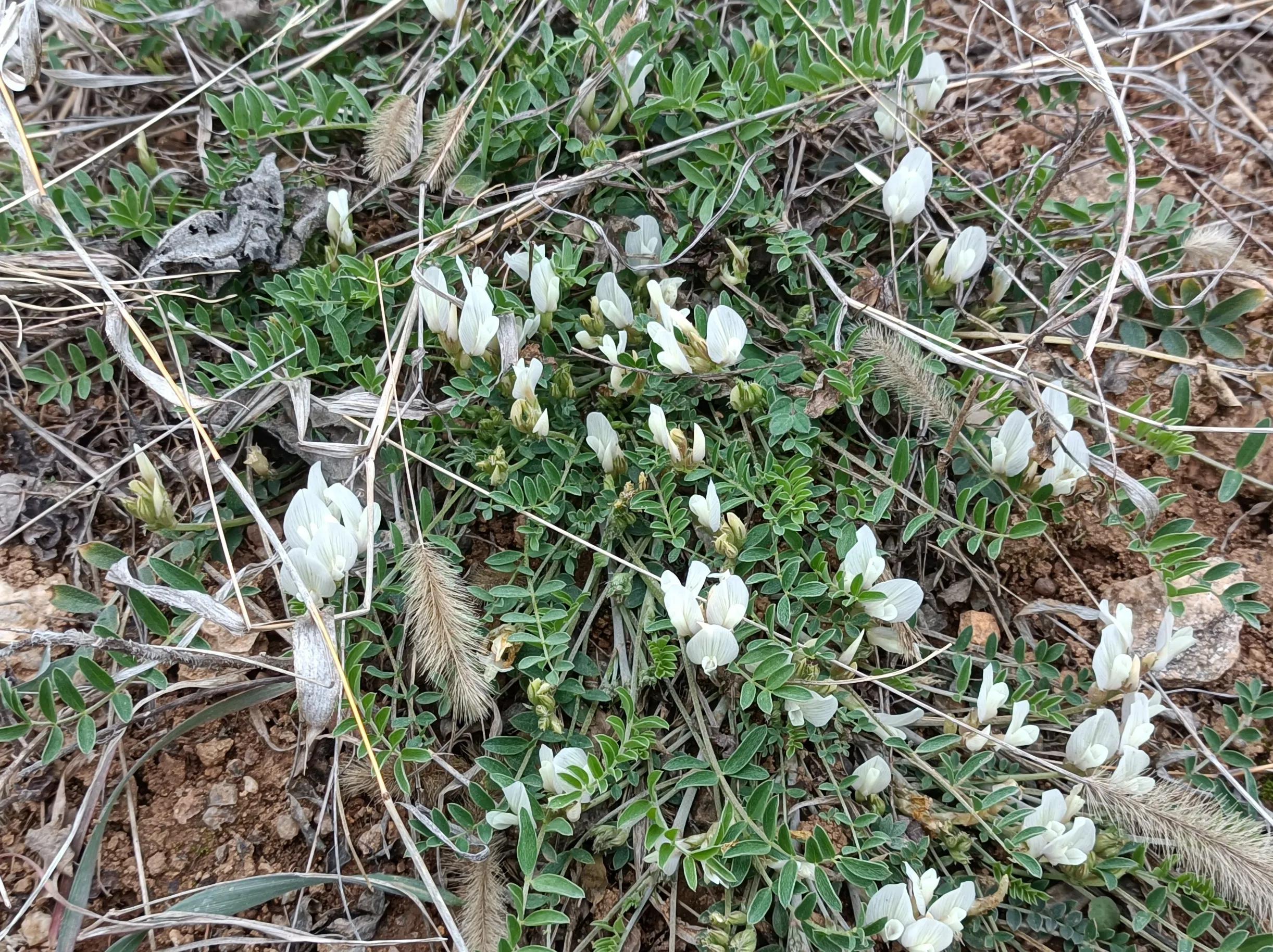 野豌豆苗也能吃 一些春季野菜常见的食用方法 资讯咖