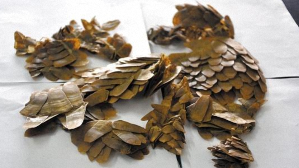 英國控制不住疫情，約翰遜卻要怪中醫，外交部發言人趙立堅：呵呵