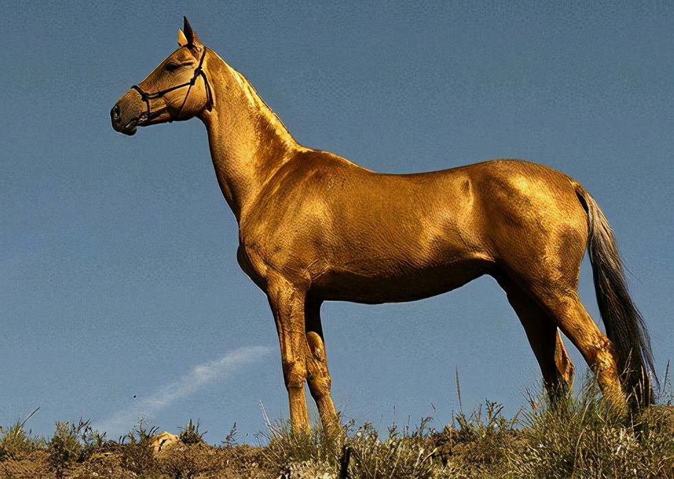 汗血寶馬是什麼馬為什麼在古代消失了 國寶馬駒 Mysticalworld Mdeditor