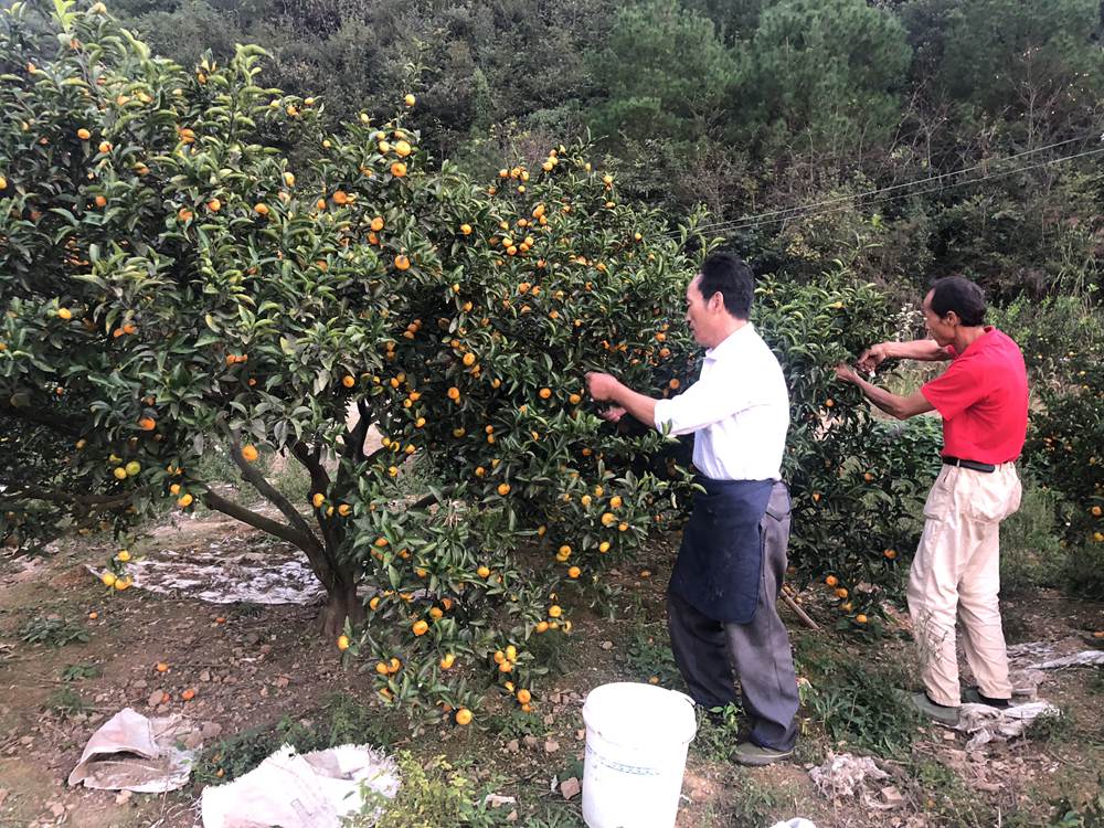 上饶出产“南丰蜜桔”