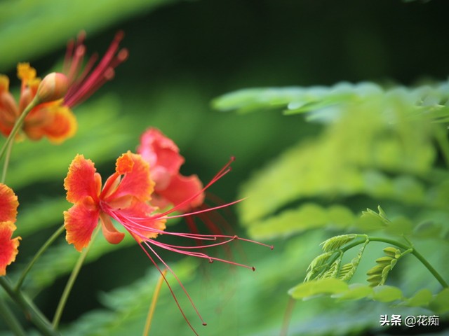 金凤花 花开犹如金凤凰 全年花开不断 种在庭院很合适 花痴 Mdeditor