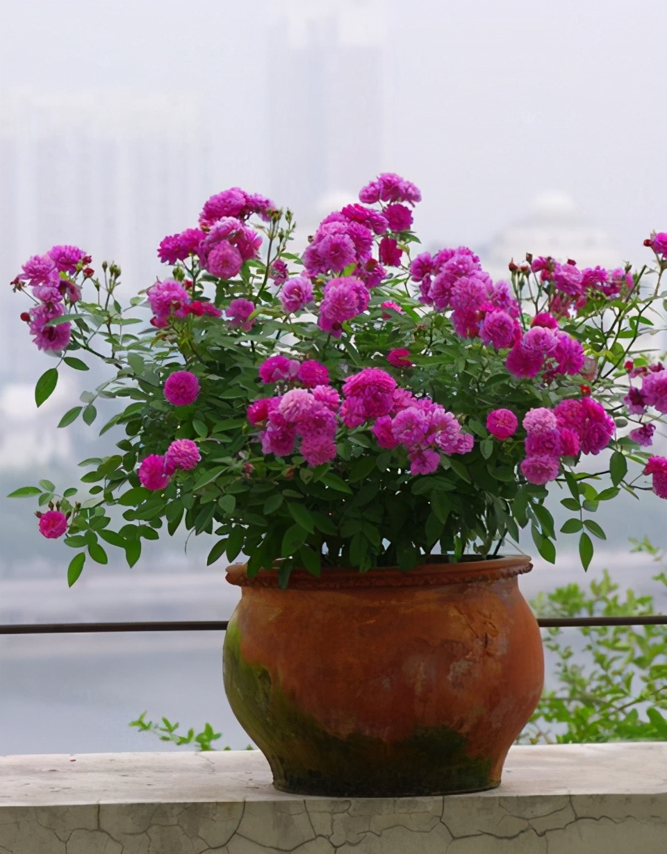 网购花卉易“受骗”，生气又费钱？教你3点别再“看走眼”