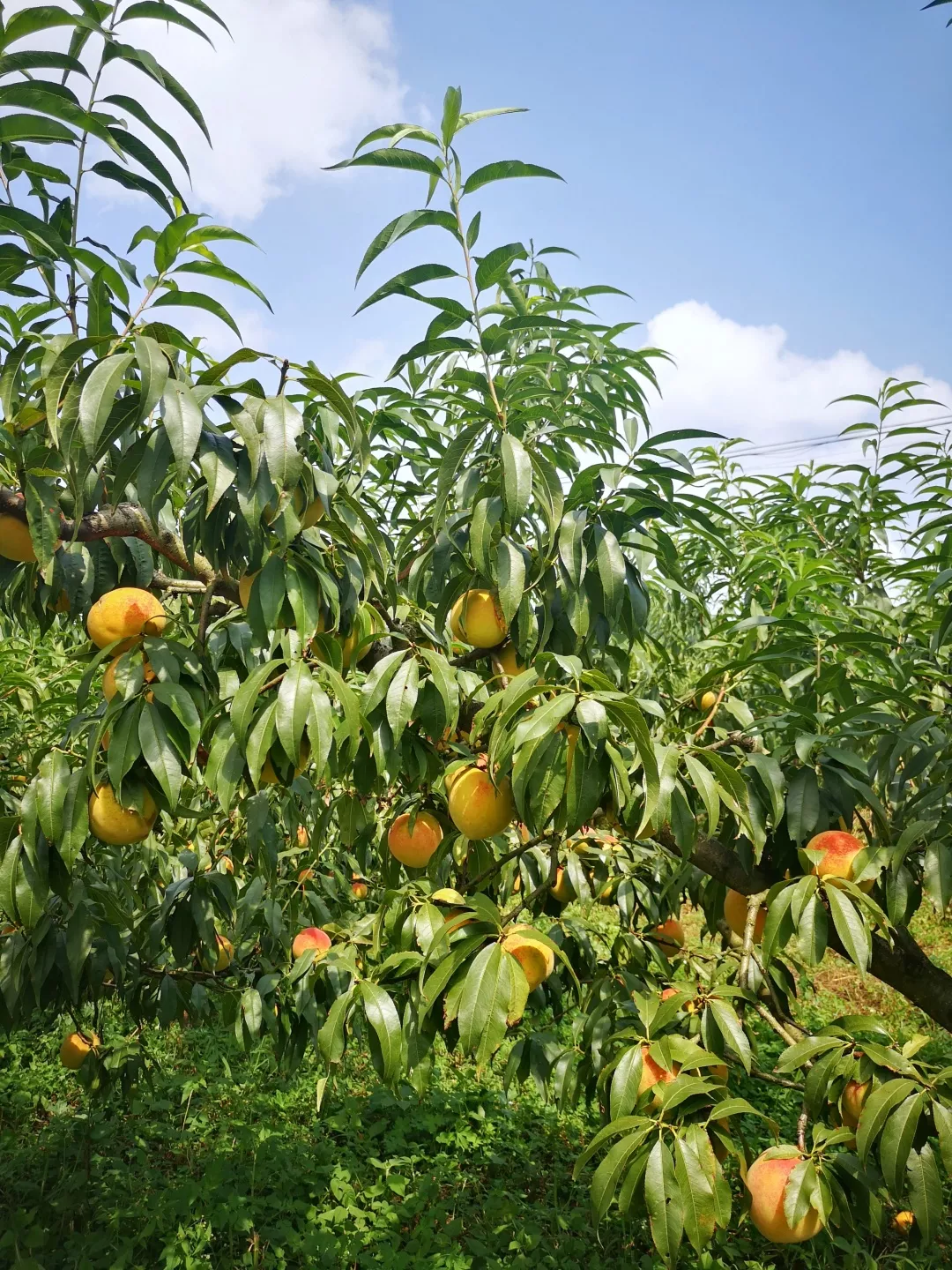 乌当:偏坡黄桃采摘攻略,吃定秋天的第一口甜蜜!