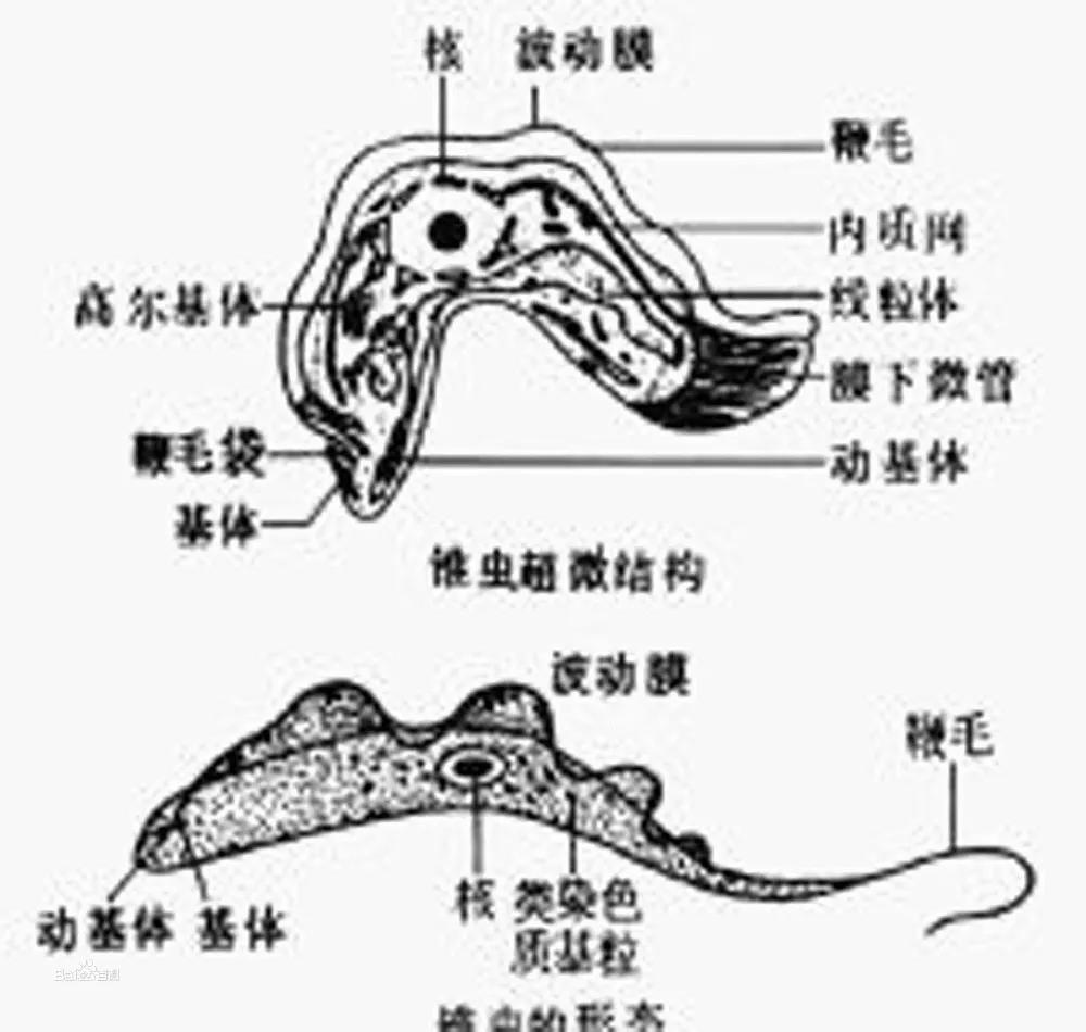 详解加州鲈寄生虫病水产养殖中的常见病和顽固病