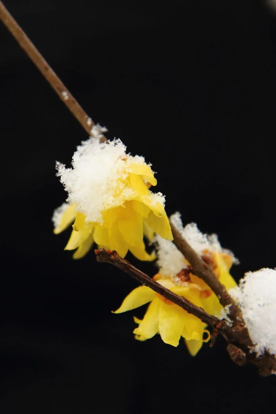 冬至之花—腊梅，斗寒傲霜，一股清香-第5张图片-诗句网