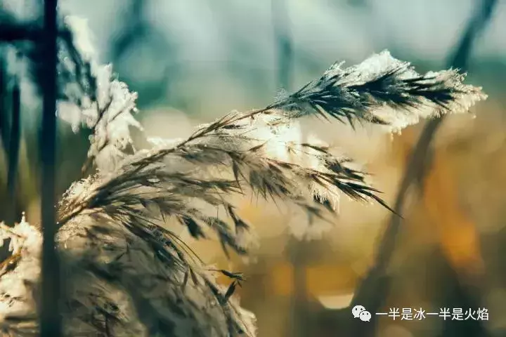 散文诗：冬天，今天，明天，抑或春天-第2张图片-诗句网