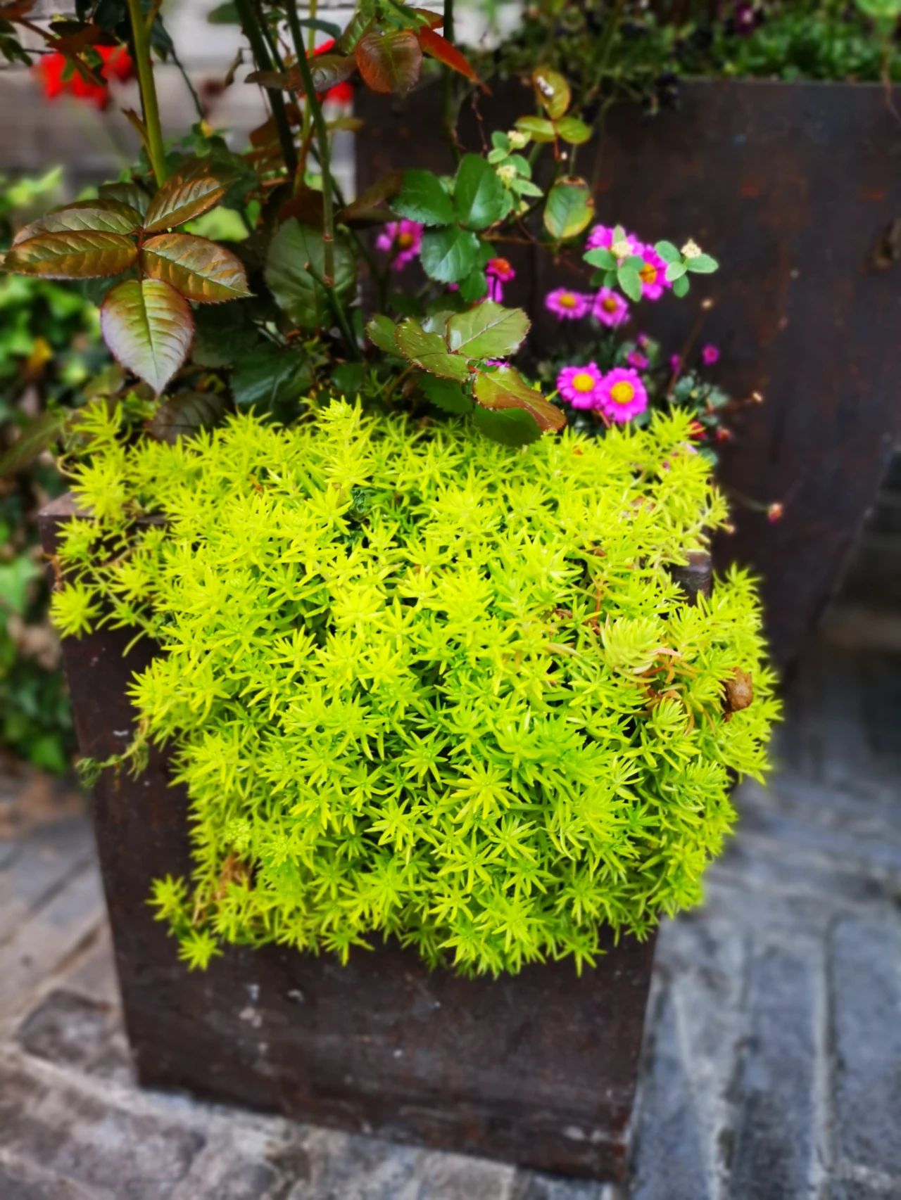 匍匐生长的6种多年生草本花卉 这些铺地植物耐养 观赏性好 养花交流 Mdeditor