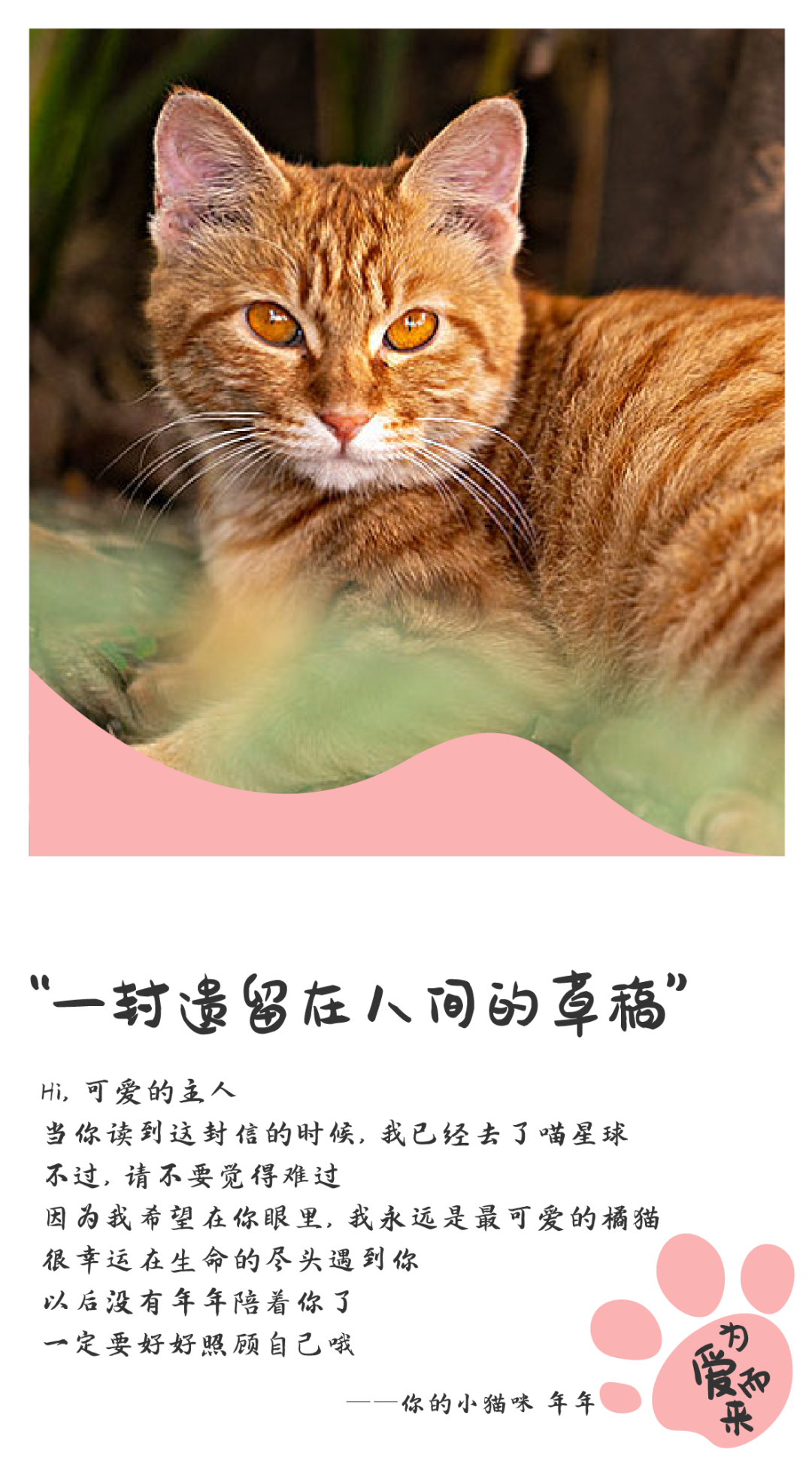 温馨暖冬计划开启，一起为流浪的毛孩子们加油