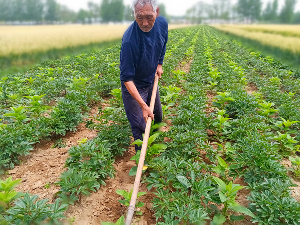 75歲老人種植藥材，年收入10萬元以上，真棒