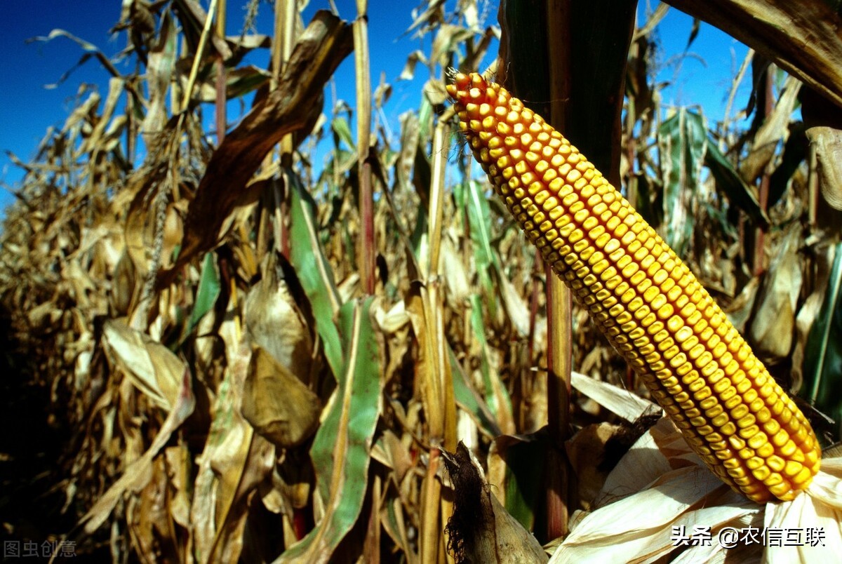 我国再买500万吨美国玉米，我国玉米要“暴跌”！有跌破1元风险？