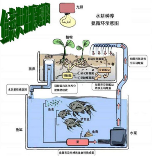 鱼菜共生系统简单图解图片