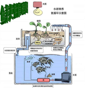 幼儿园鱼菜共生案例图片