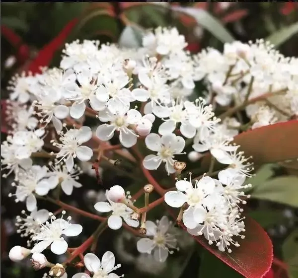 160種· 奇花異草，絕對有你沒見過的！ 「下部分」